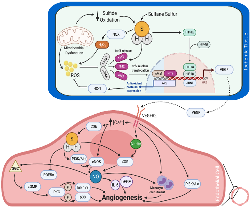Mechanisms of Hydrogen Sulfide Angiogenesis and Arteriogenesis