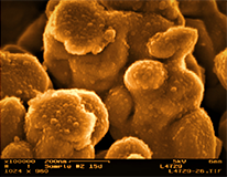 SEM Image of Gold Electrocatalyst at 100,000X Magnification