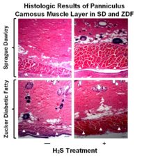 Histologic_Results