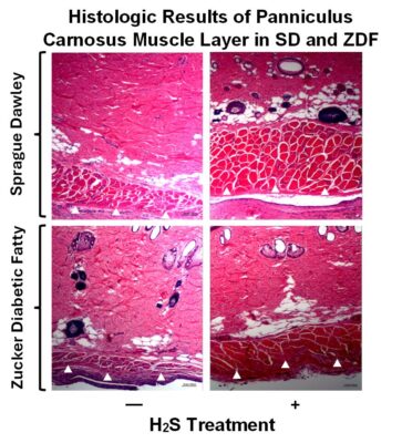 Histologic_Results